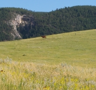  a horse in a massive yellow field of golden yellow
