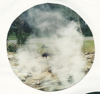 a buffalo viewed through steam at Yellowstone