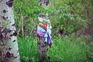 Prayer cloths tied to a tree in the woods