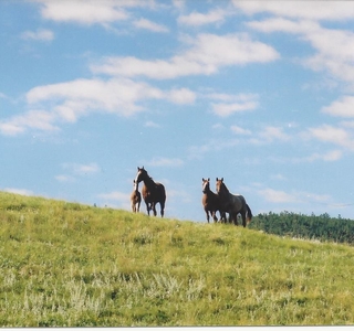 Wild Horses at Ft. Belknap from a distance