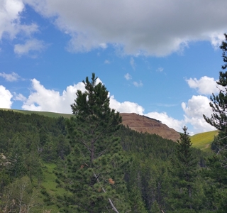 View of the mine damage through a pine forest